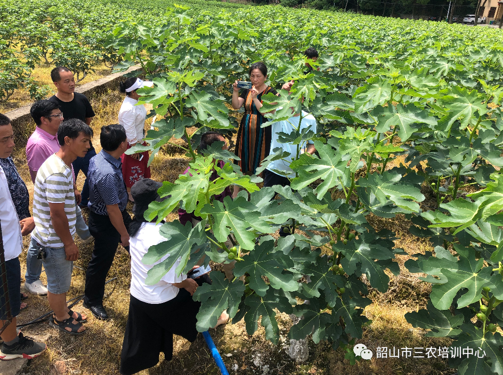 培育新型职业农民 助推乡村振兴——宁乡市农广校在我中心开展新型职业农民培育水果专题班(图18)